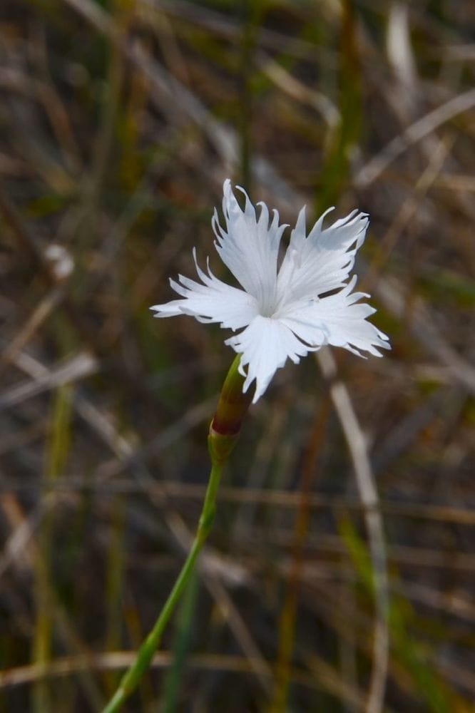 Dianthus serotinus